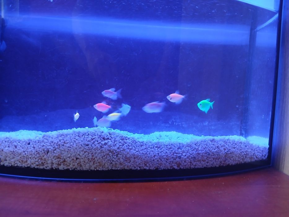 Akwarium z rybkami tetra color 75L z osprzętem