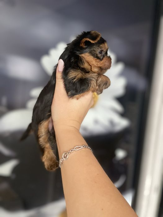 Міні йорк, йоркширський тер’єр | маленькі, ніжні цуценята
