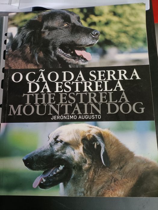 Cachorro Serra da Estrela