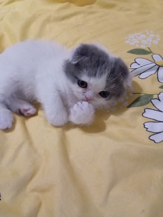 Шотландские котята
