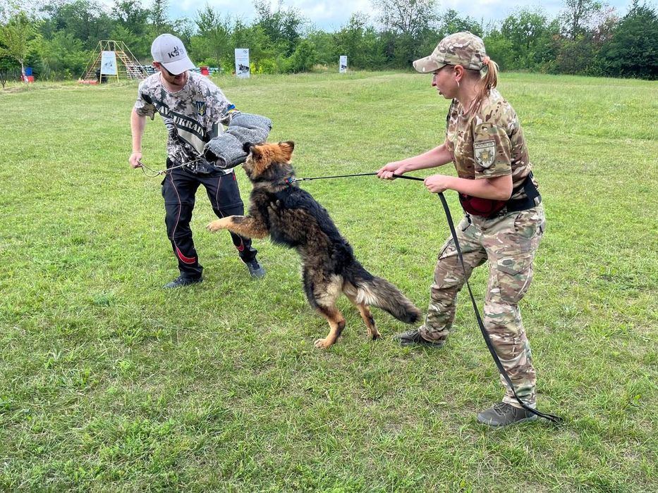 Ефективне Дресирування Собак Усіх Порід, дрессировка собак