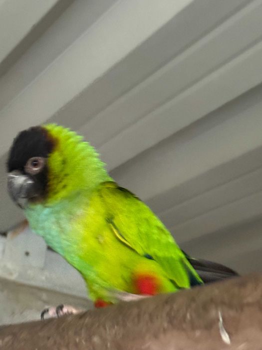 Aratinga Nanday Cabeça Preta Macho