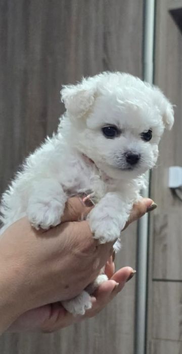 Bichon Frise mini Suczka