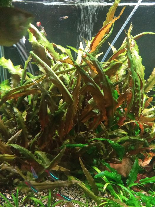 Planta aquario Cryptocoryne wendtii Brown