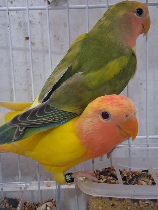 2 roseicollis novos fêmeas