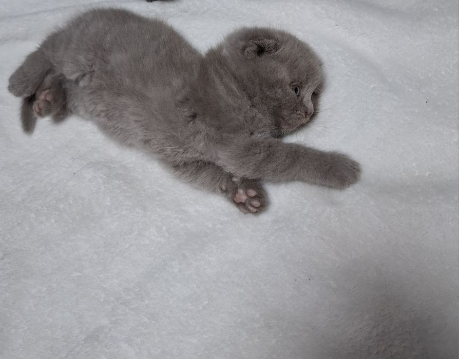 шотландські котята