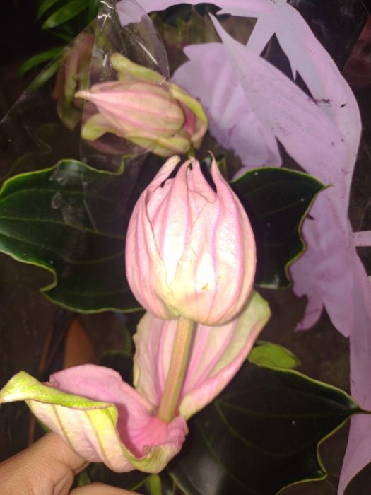 Медінілла цвітуча і незвичайна