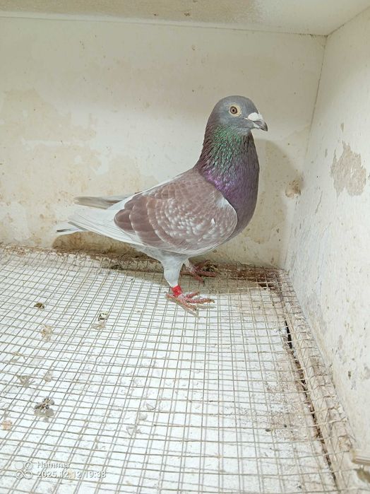 6.Gołębie pocztowe. Samiec Belgia 2022.