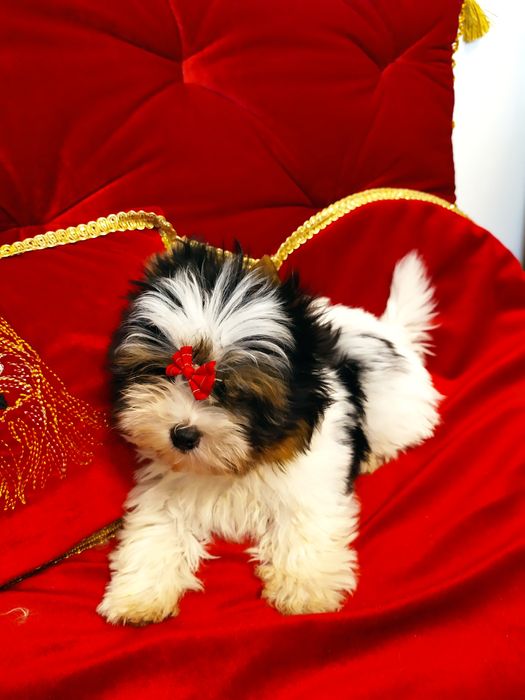 Mini samczyk do 1,50kg Biewer Yorkshire terrier.