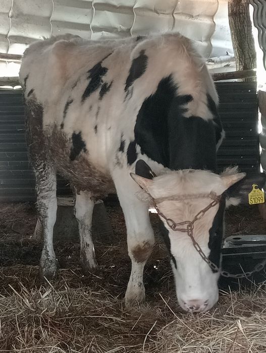 Byczek roczny około 350 kg