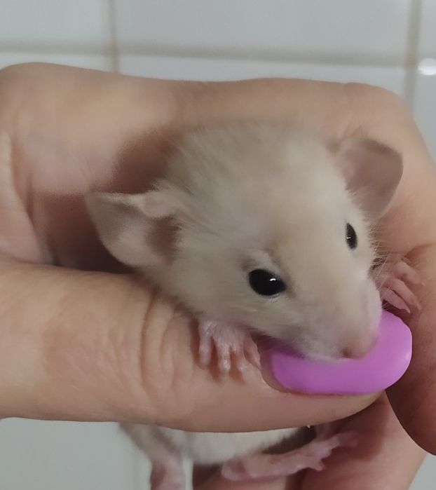 Крыса Дамбо! Ручнейшие малыши!