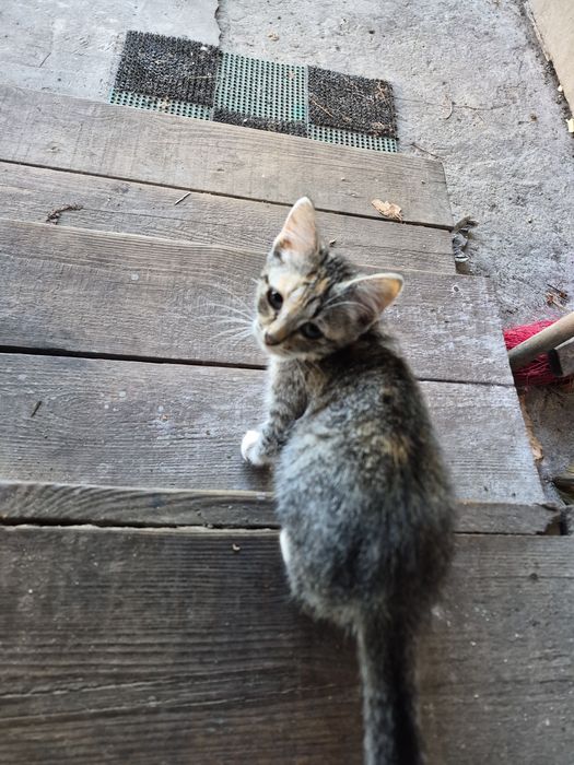 Котики безоплатно