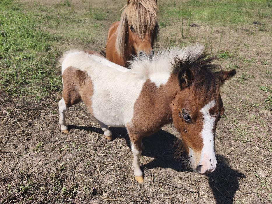 Dois mini pôneis para venda