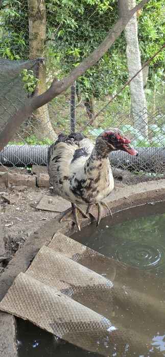 Patos mudos 1 ano