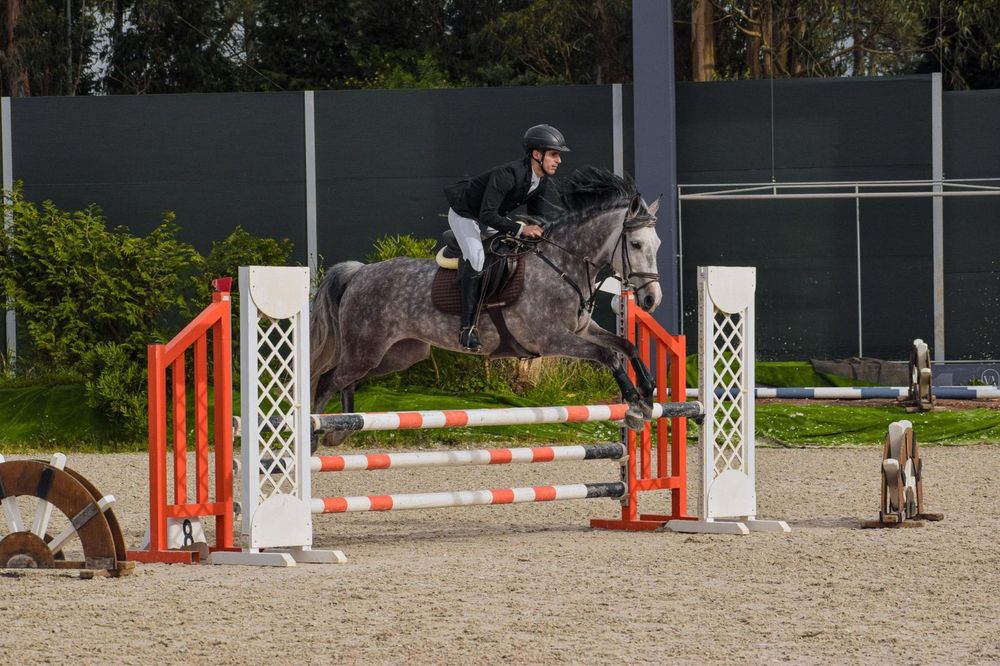 Égua Luso- Arabe 8anos