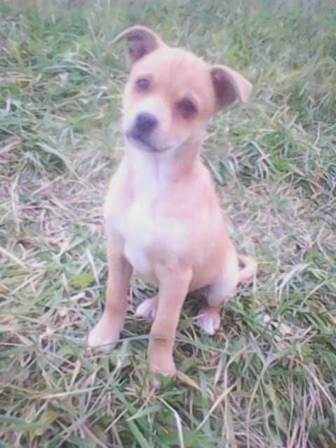 Oddam małą suczkę