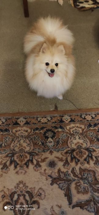 Красунчик шпицуля мальчик вязка