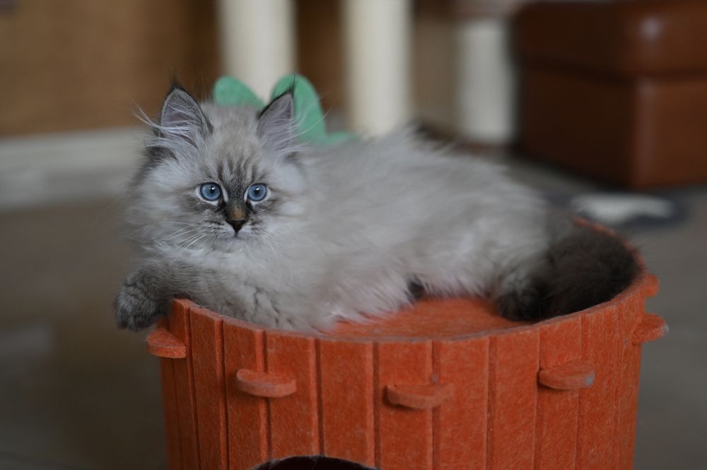 Kot Syberyjski Neva Masquerade PZF