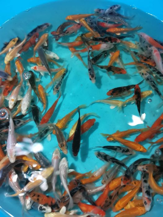 Carpas koi 7-9cm - Grade A - Super Preço