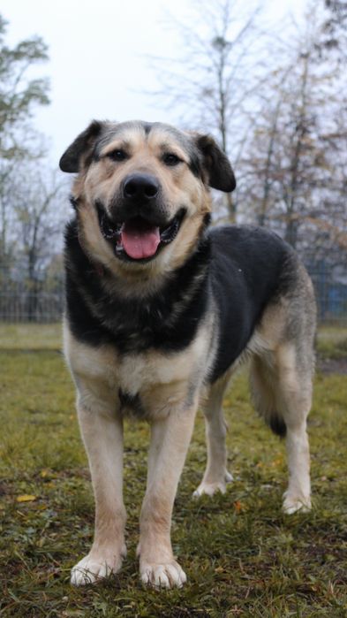 Borys - właściciel zmarł, a Borys tęskni! Cudowny psiak do adopcji