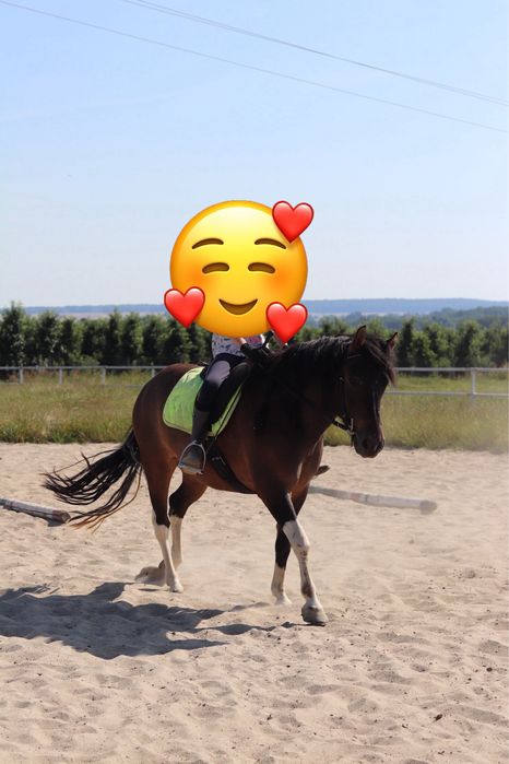 Klacz huculska 7 lat