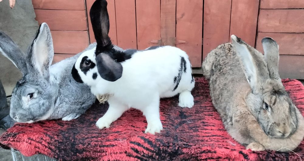 Кролі та кроленята