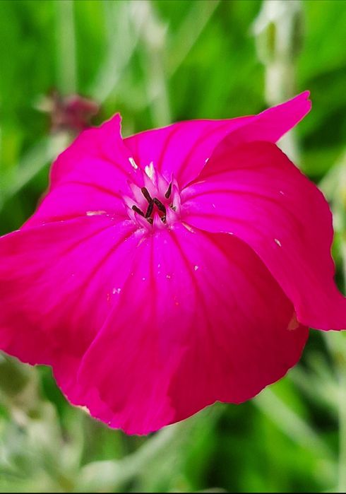 Sadzonki Firletki kwiatki neonowy róż sadzonki