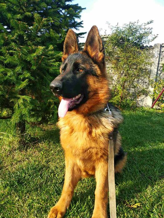 Продаєм щенят німецької вівчарки