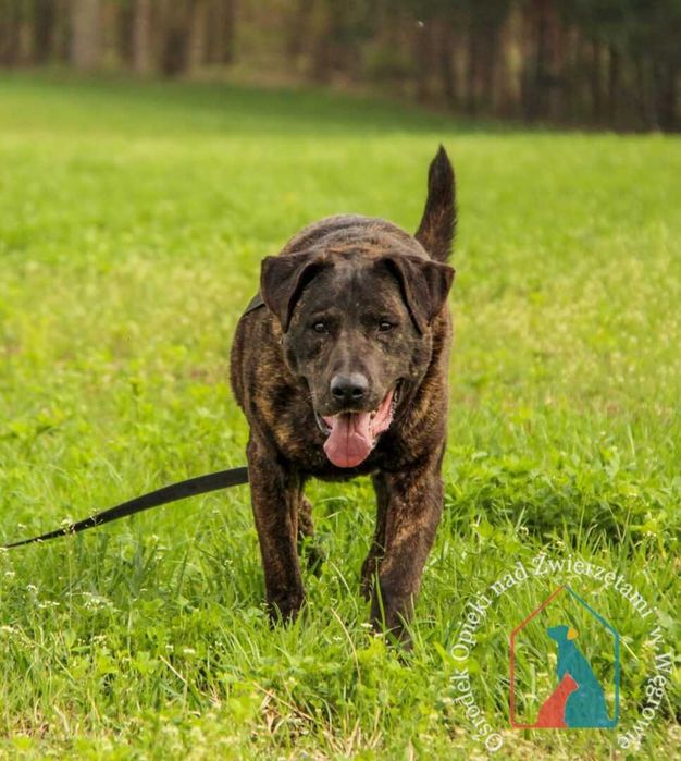 Piesek Roni szuka domu!