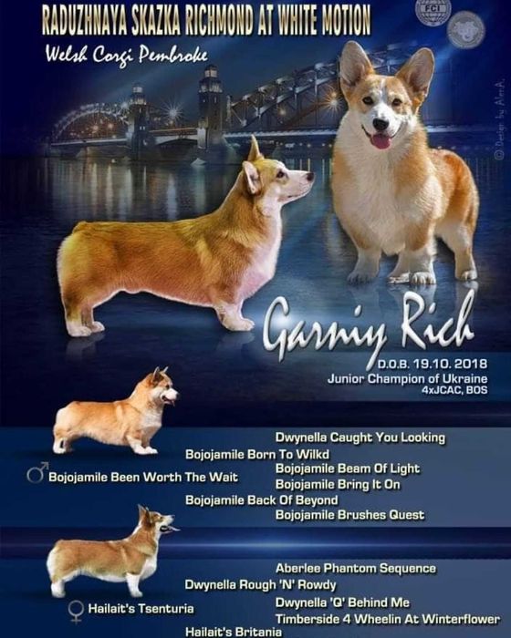 Кобель вельш корги пемброк, тестирован . Закрыл интерчемпиона.