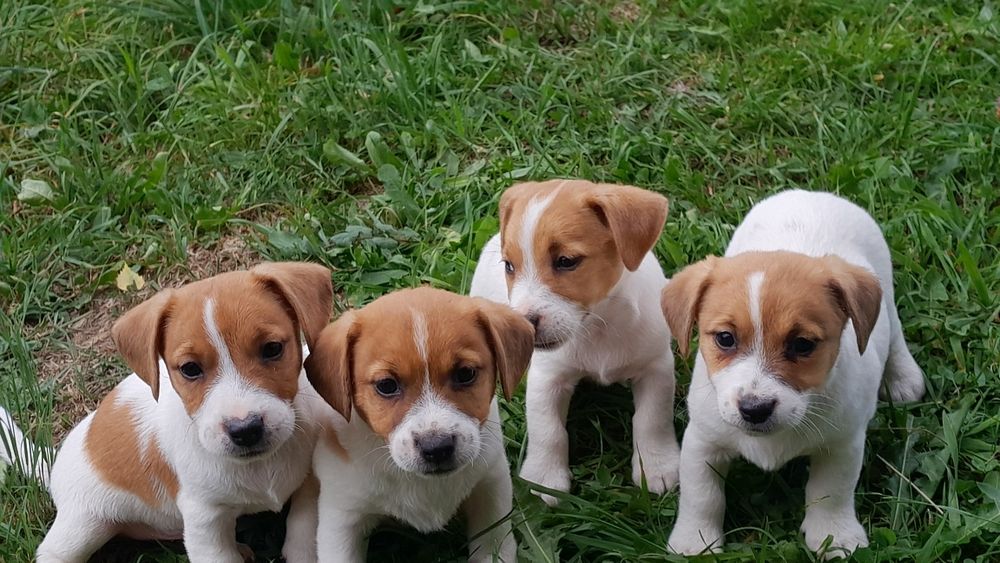 Jack Russell Terrier