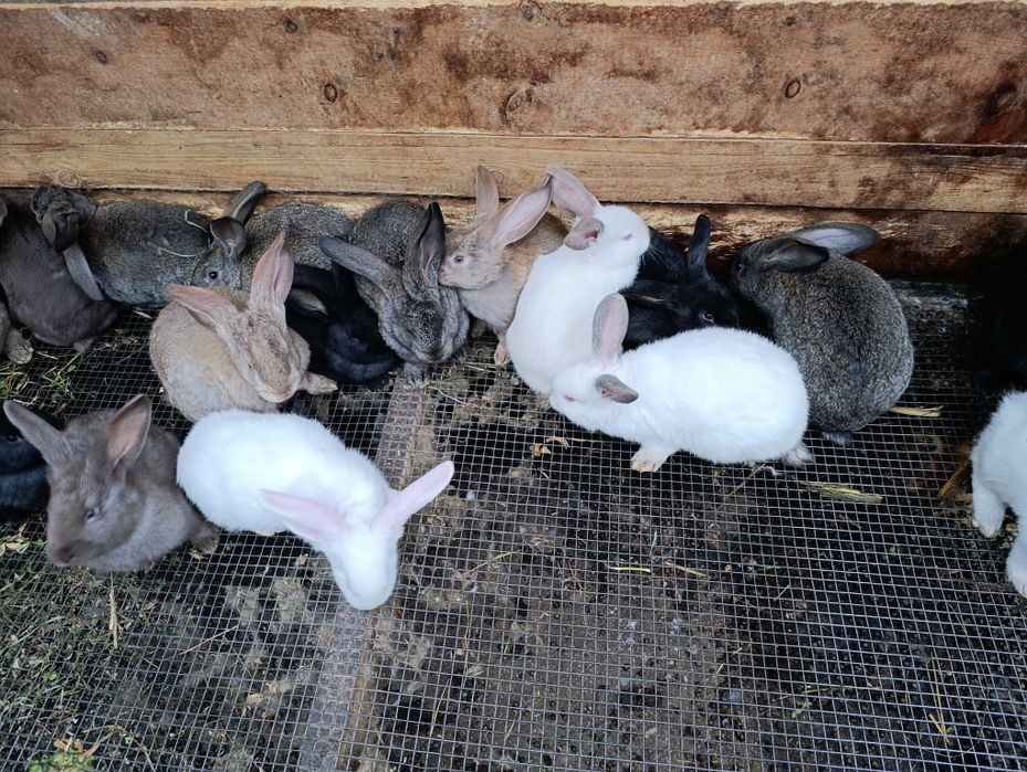 Кролики, кролі, пухнастики