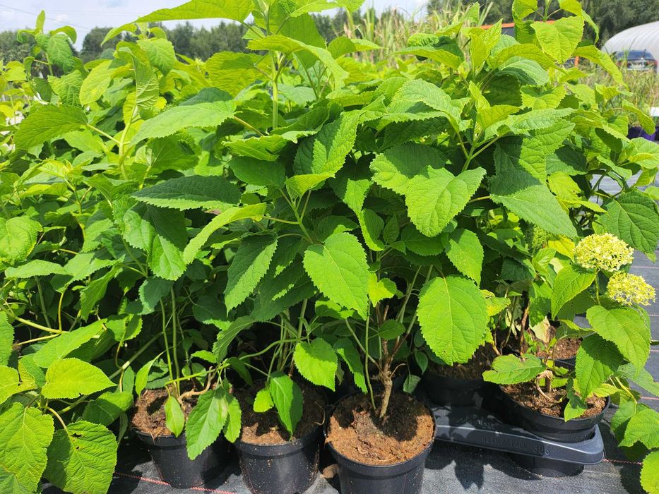 Hortensja krzewiasta Anabelle, bukietowa olbrzymie kwiaty