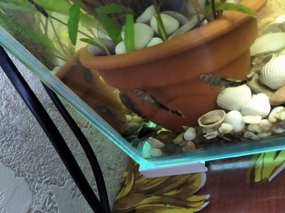 Сомики анцитрусы. 1 год.