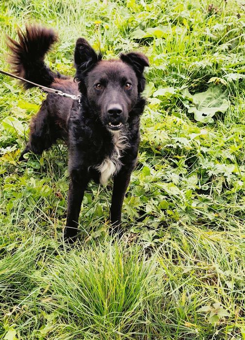 Oddam Pieska Samiec Za darmo