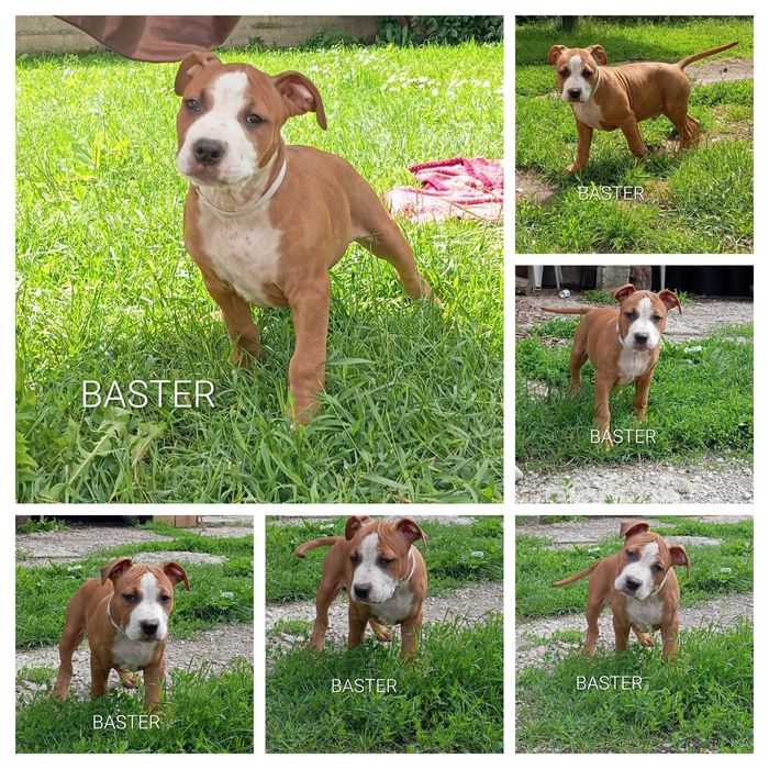 American Staffordshire Terrier