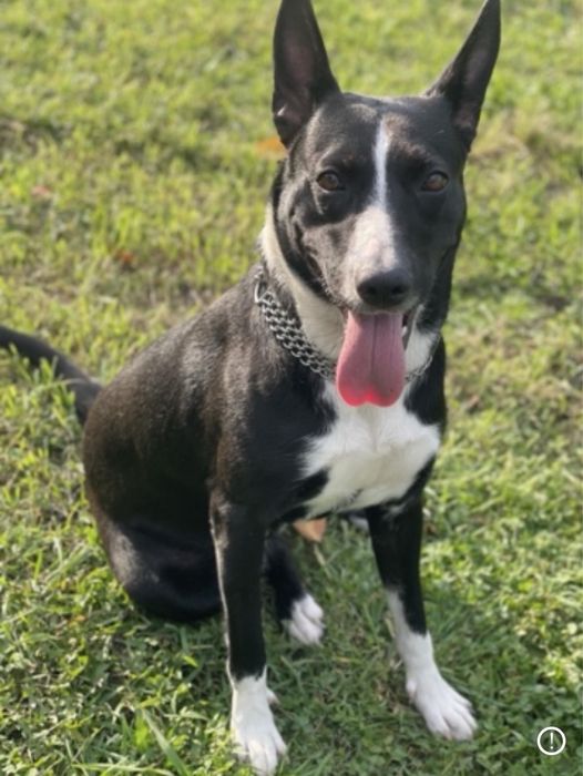 Віддам собаку в добрі руки