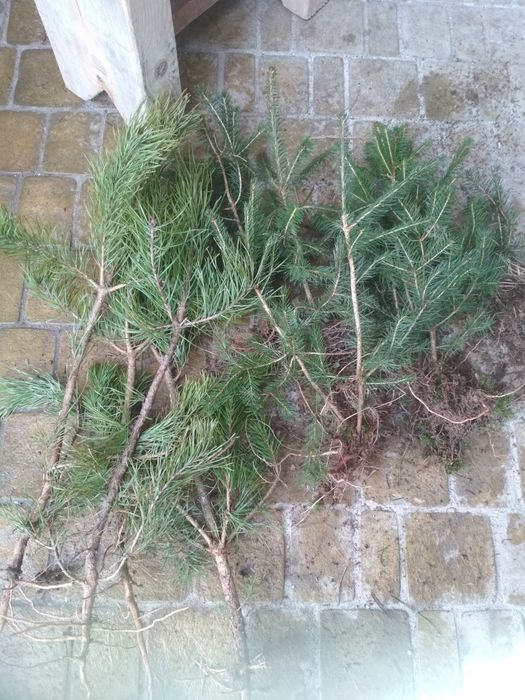 Саджанці  берези смереки різного розміру дешево можна доставити д