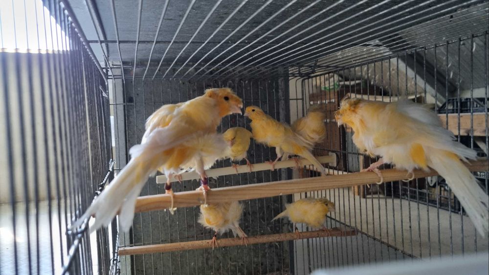 Canarios Frisados Padovanos