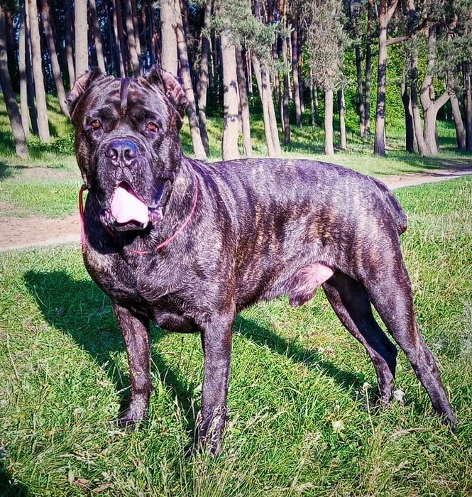 Кане -Корсо ищет невесту