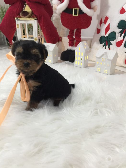 VIP Йорки — Маленькі моделі для обіймів