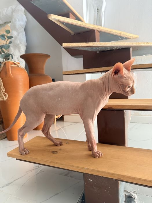 Gato Sphynx macho raça pura disponível para acasalamento