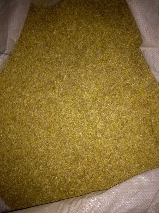 Jęczmień konsumpcyjny browarny