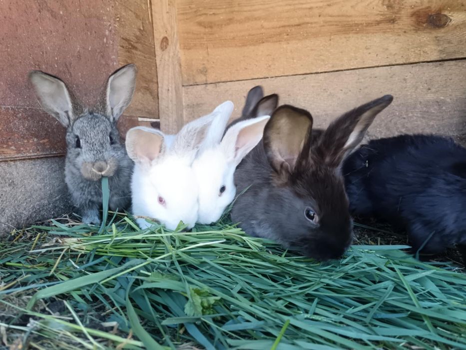 Młode króliki król króle