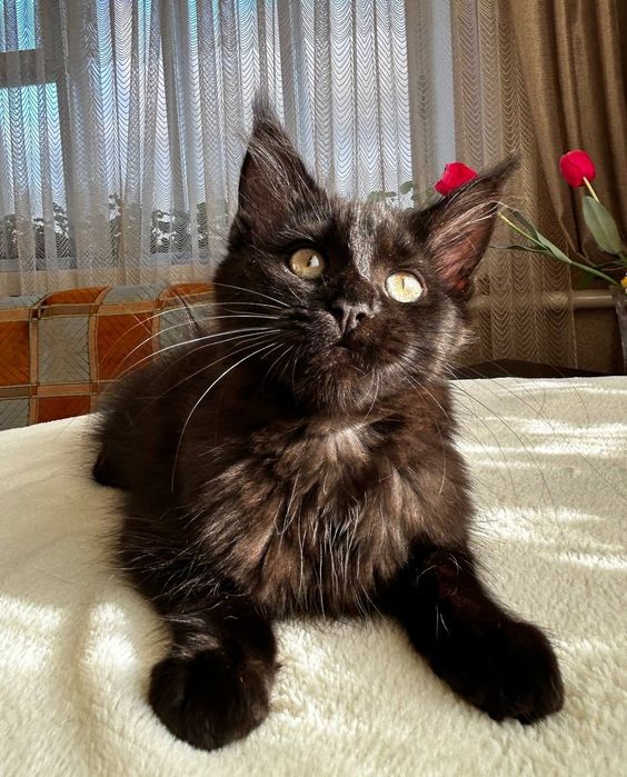 Дівчинка породи Мейн Кун