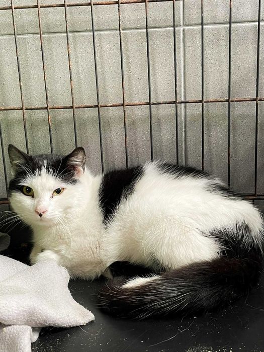 Pilna adopcja pokochaj!