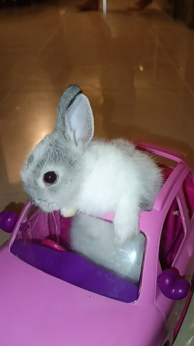Coelhinha Mini Holandesa