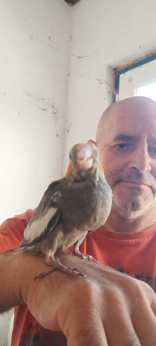 Vendo caturras bebés