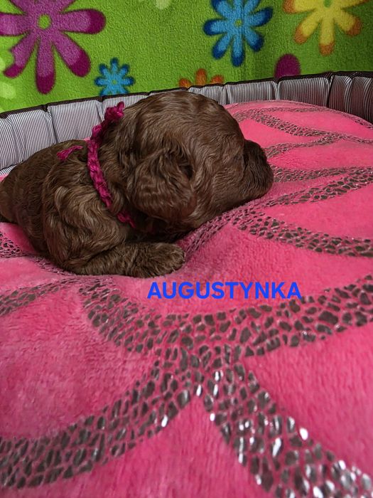 Zarezerwowana  AUGUSTYNKA