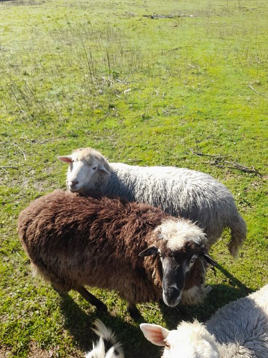 Vendo Carneiro  | Páscoa